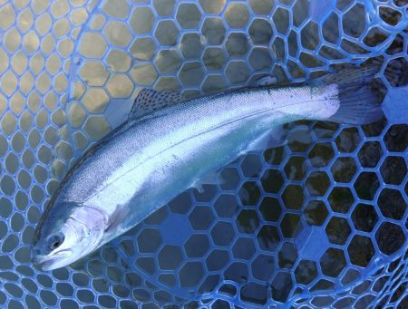 天竜川ルアーフライ専用区解禁！